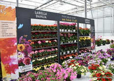 De Labella Dahlia werd ook mooi gepresenteerd door Beekenkamp.